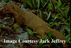 Small Indian Mongoose