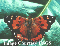 Kamehameha Butterfly