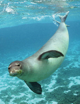 Hawaiian Monk Seal