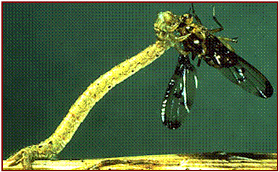 Carnivorous Catepillar