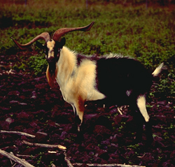Feral Goat
