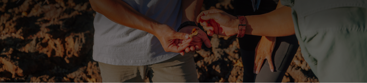 Custom Slider (Video) (1)