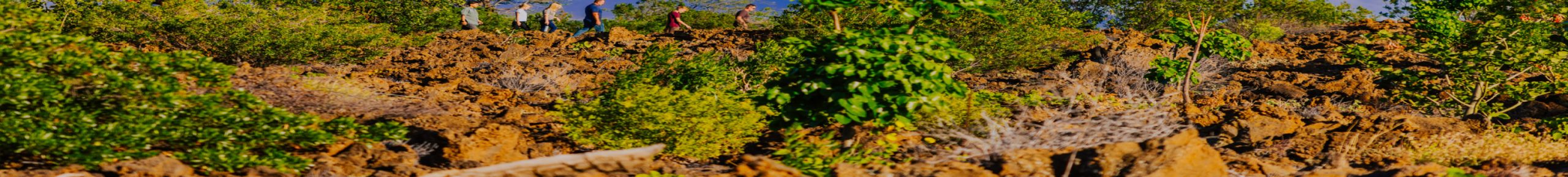 Custom Slider (Video) (3)