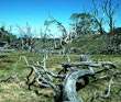 Dead Trees - Photo credit: Jack Jeffrey