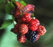 Invasive Blackberry - Photo credit: Jack Jeffrey