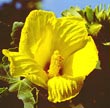 A Native Hibiscus - Photo credit: Jack Jeffrey