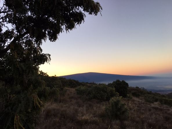 The Palila Counts- By Garry Dean